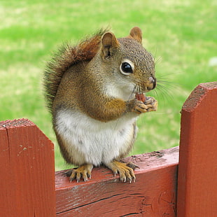 brown and whit squirrel, red squirrel