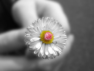 selective color photo of person holding white Daisy flower