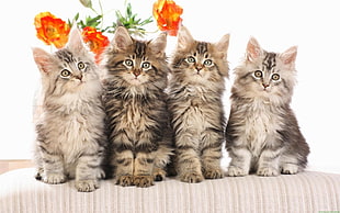 two silver tabby and two brown tabby kittens