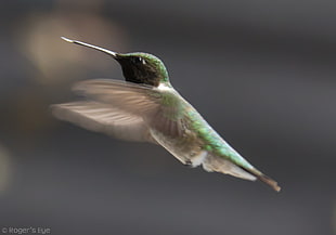 green and gray hummingbird HD wallpaper
