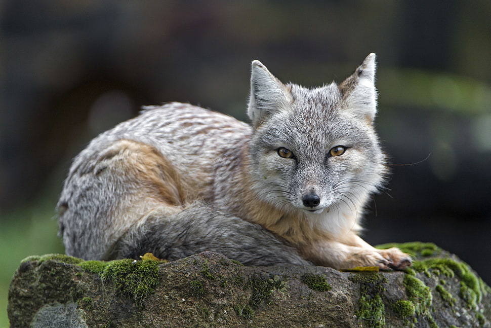 gray and brown fox on brown rock, corsac fox HD wallpaper