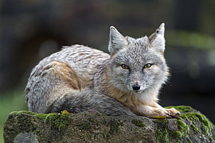 gray and brown fox on brown rock, corsac fox