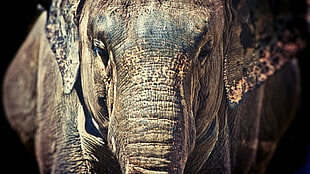 brown elephant, animals, elephant, nature, wildlife