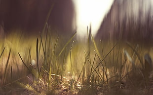 selective focus photography of green grasses