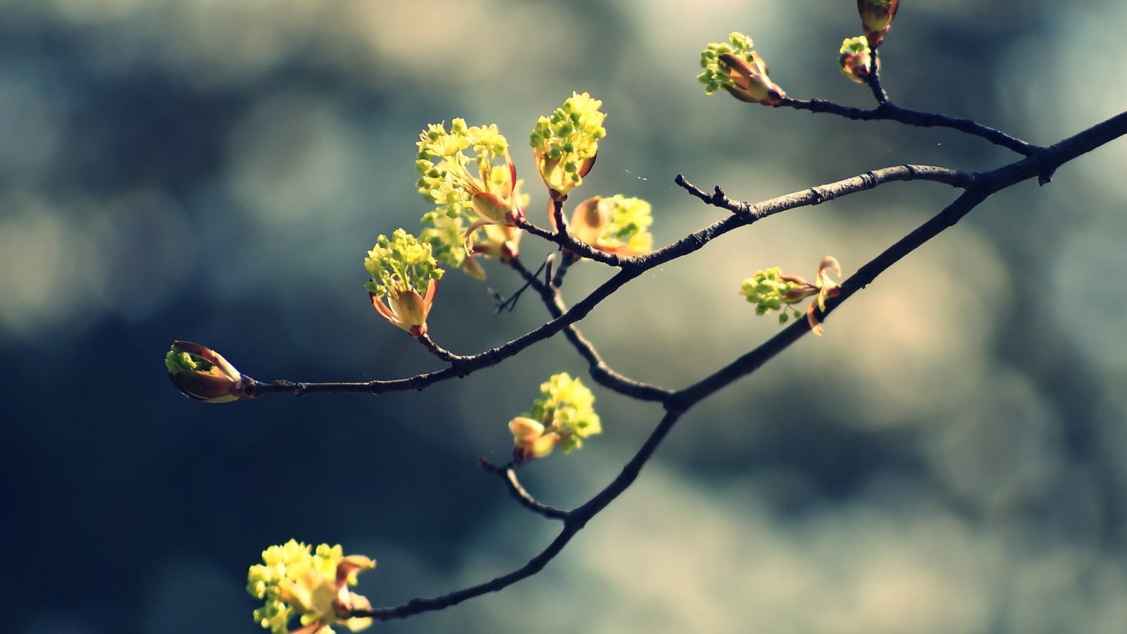 closeup photography of green leaf plant