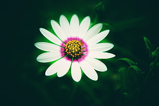 white and purple osteospermum flower in closeup photography