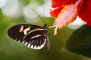 black, red, and white butterfly perched on pink flower stamen