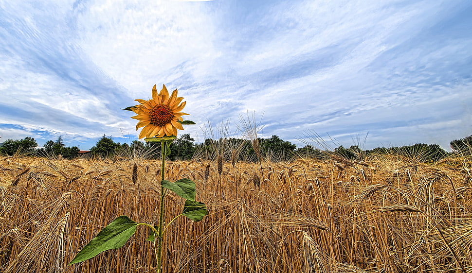 sunflower beside of brown wheat photography during daytime HD wallpaper