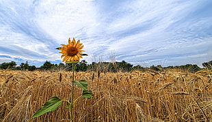 sunflower beside of brown wheat photography during daytime