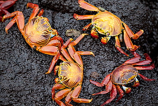 four red crabs HD wallpaper