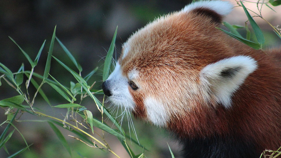 red panda smelling the grass HD wallpaper