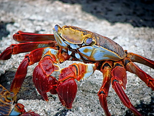 close-up photography of crab