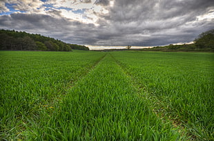 photo of green grass field
