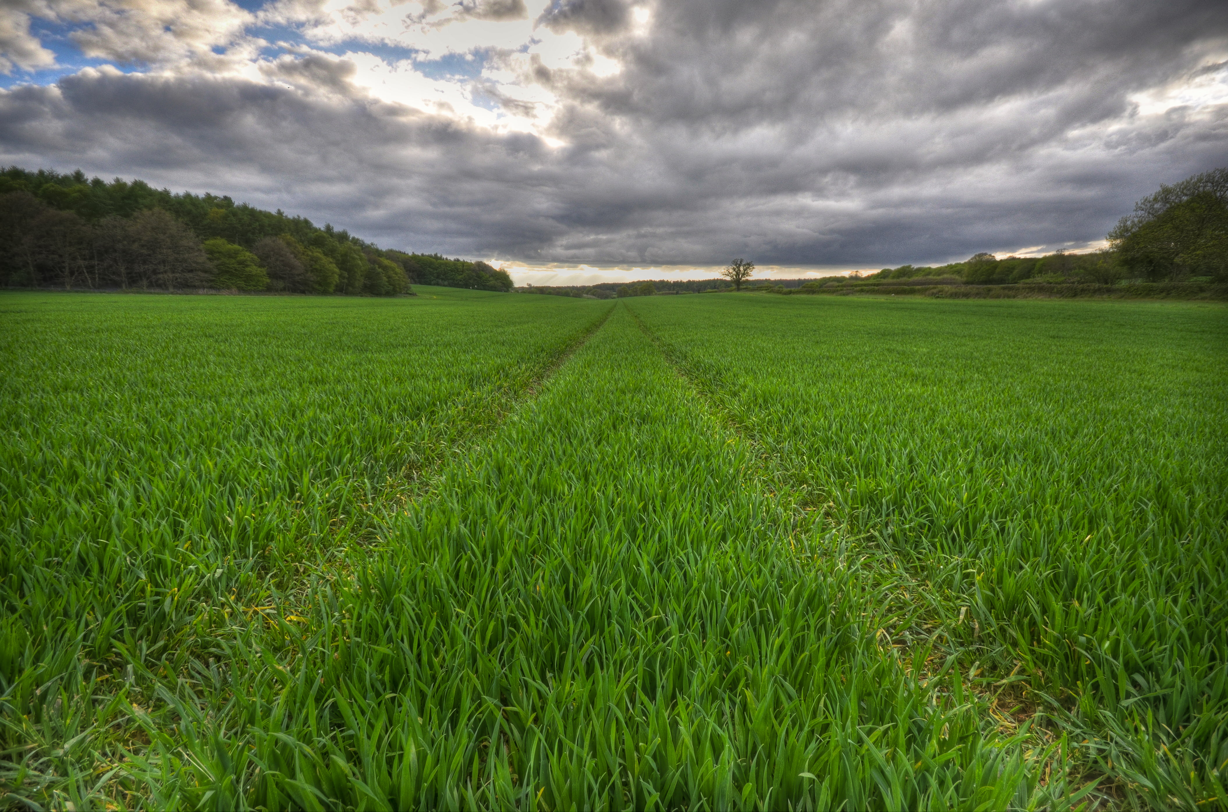 The knowing field