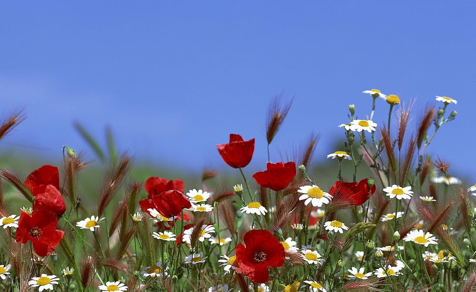 landscape photography of red flowers HD wallpaper