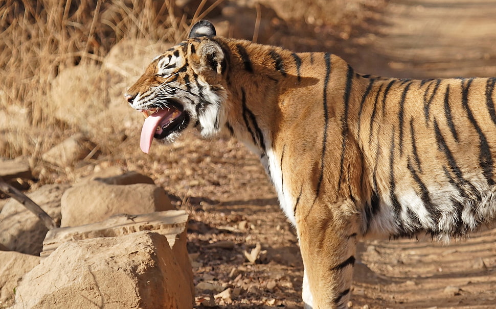 tilt shift lens photography of a Bengal Tiger HD wallpaper