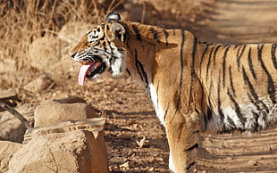 tilt shift lens photography of a Bengal Tiger