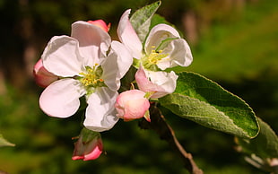two white and pink Apple blossoms during daytime