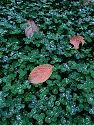 three brown dried leaves on green leaves