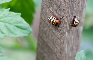 two White-Lined June beetle HD wallpaper