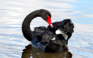black swan on water HD wallpaper