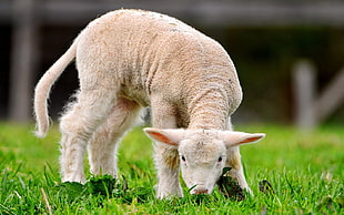 brown lamb eating green grass HD wallpaper