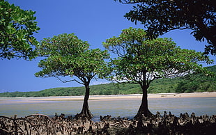 two mangroves on body of water