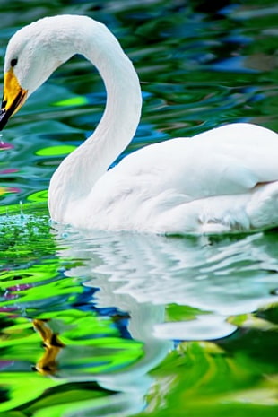 white swan on boy of water HD wallpaper