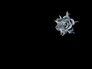gray flower, rose, black background, minimalism, monochrome