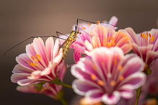 selective focus photography of pink and white flowers with insect