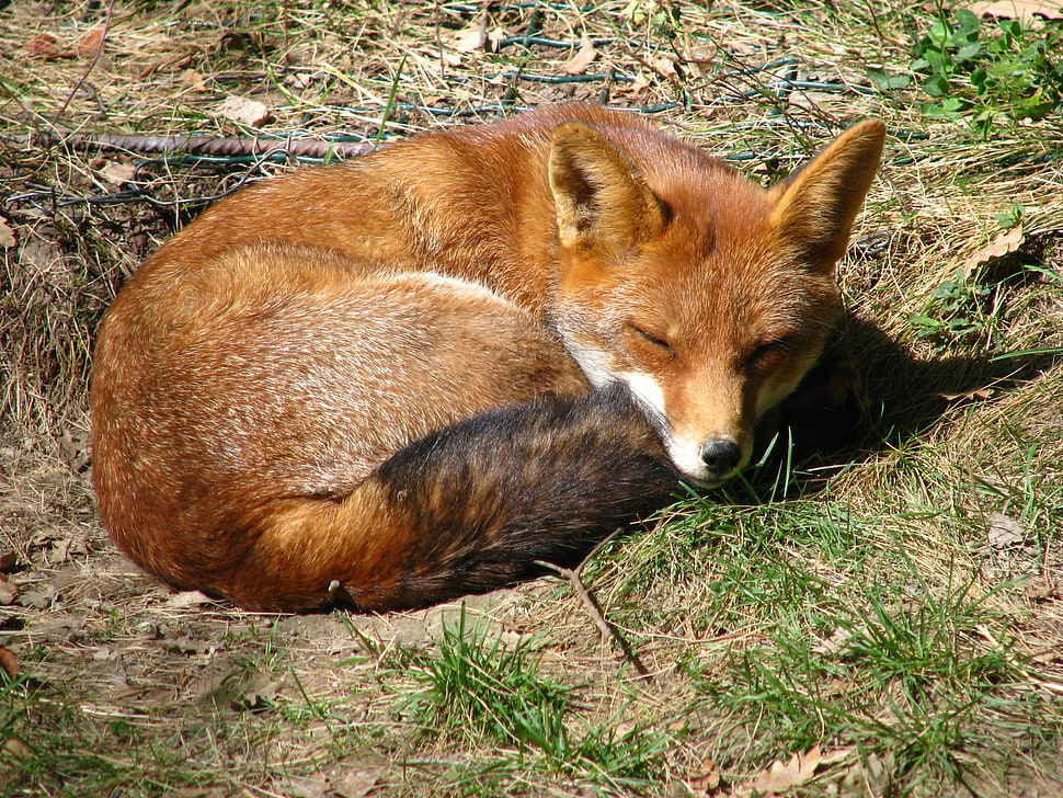 brown fox, fox, animals HD wallpaper