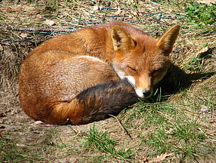 brown fox, fox, animals
