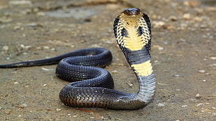 black and yellow cobra