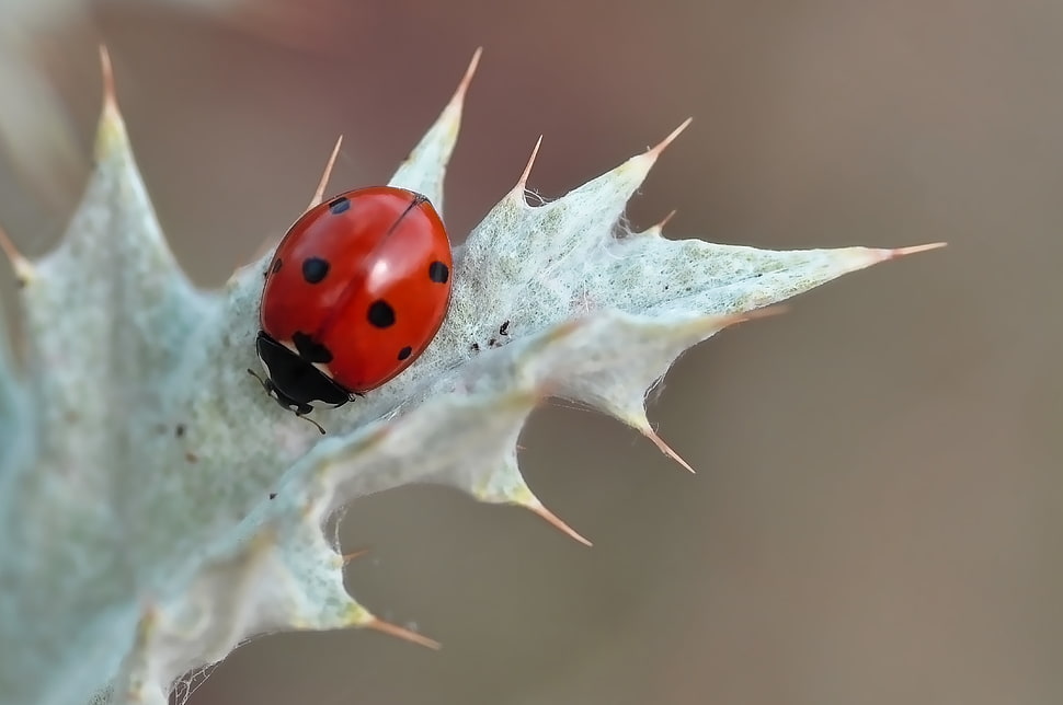 ladybug on white spiky plant selective photography HD wallpaper