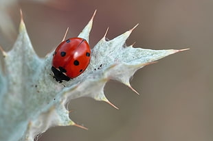 ladybug on white spiky plant selective photography