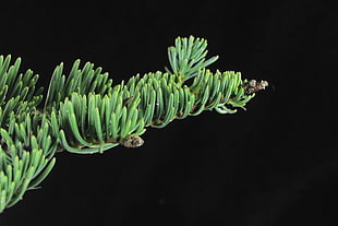 green leaf plant, abies