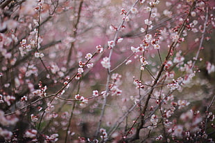 til lens shot of pink sakura HD wallpaper