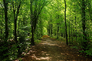dry leaves on land pathway between green leaf tall trees