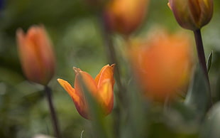 selective focus photography of orange poppy flowers