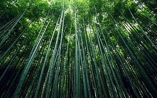 low angle photography of bamboo forest, bamboo, trees HD wallpaper