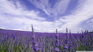 purple petaled flowers, lavender