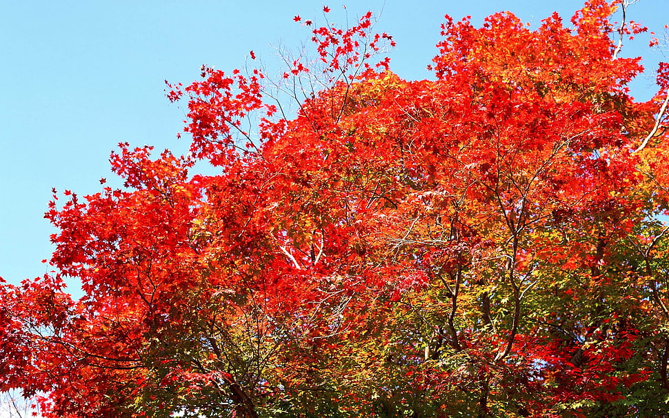 brown leaves tree HD wallpaper