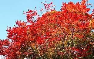 brown leaves tree HD wallpaper