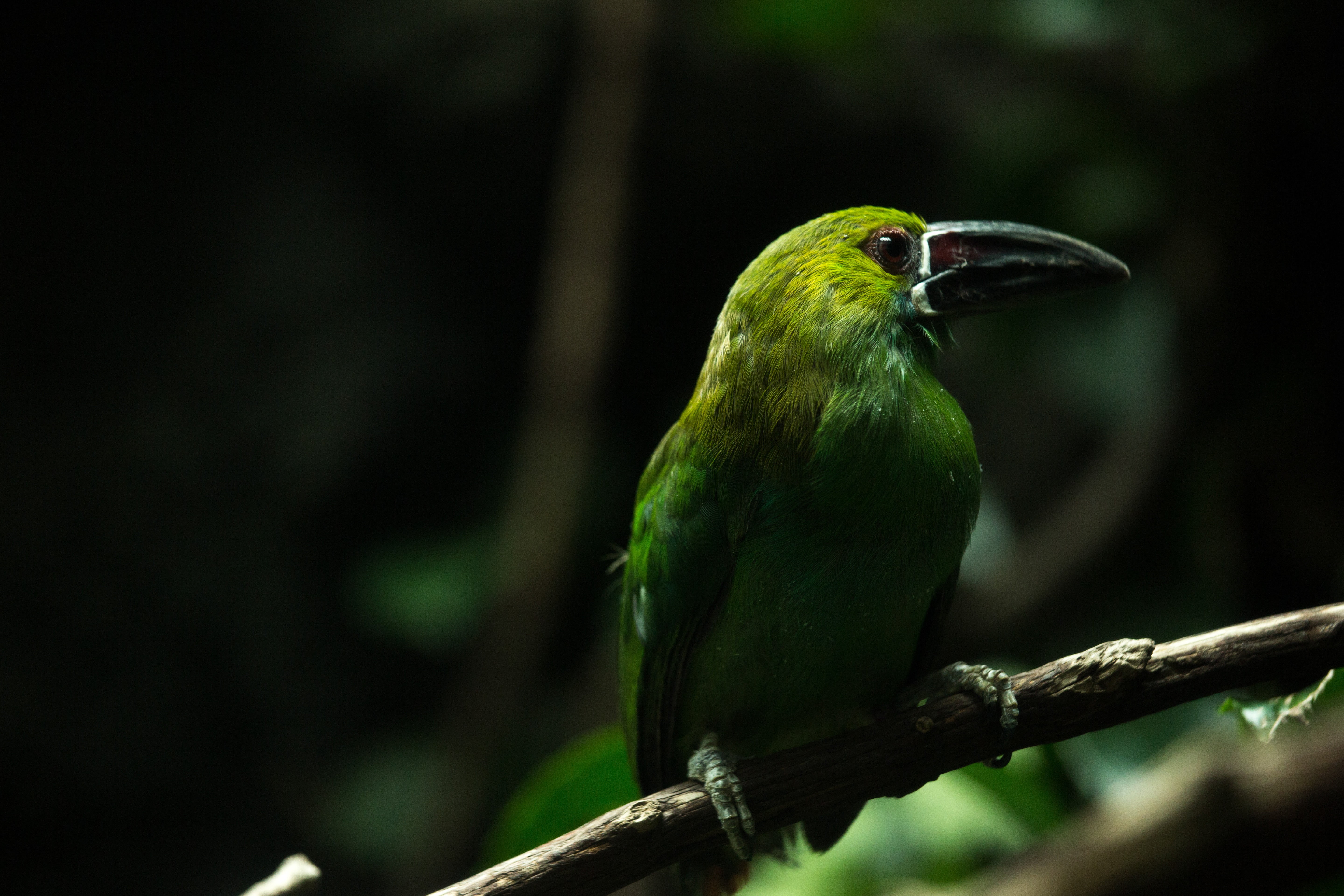 Птица с зеленым оперением. Арасари зеленый. Птица зелёного цвета. Красивая птица зеленая.
