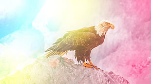 brown and white bald eaggle, colorful, edited, eagle, animals HD wallpaper