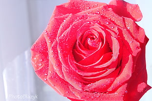 closeup photo of a red Rose in bloom