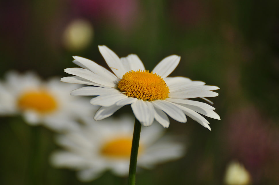 white Daisy Flower in closeup photography HD wallpaper