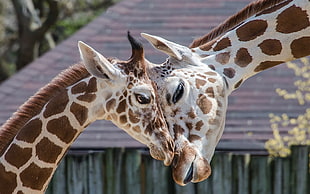 two giraffe facing during daytime photo