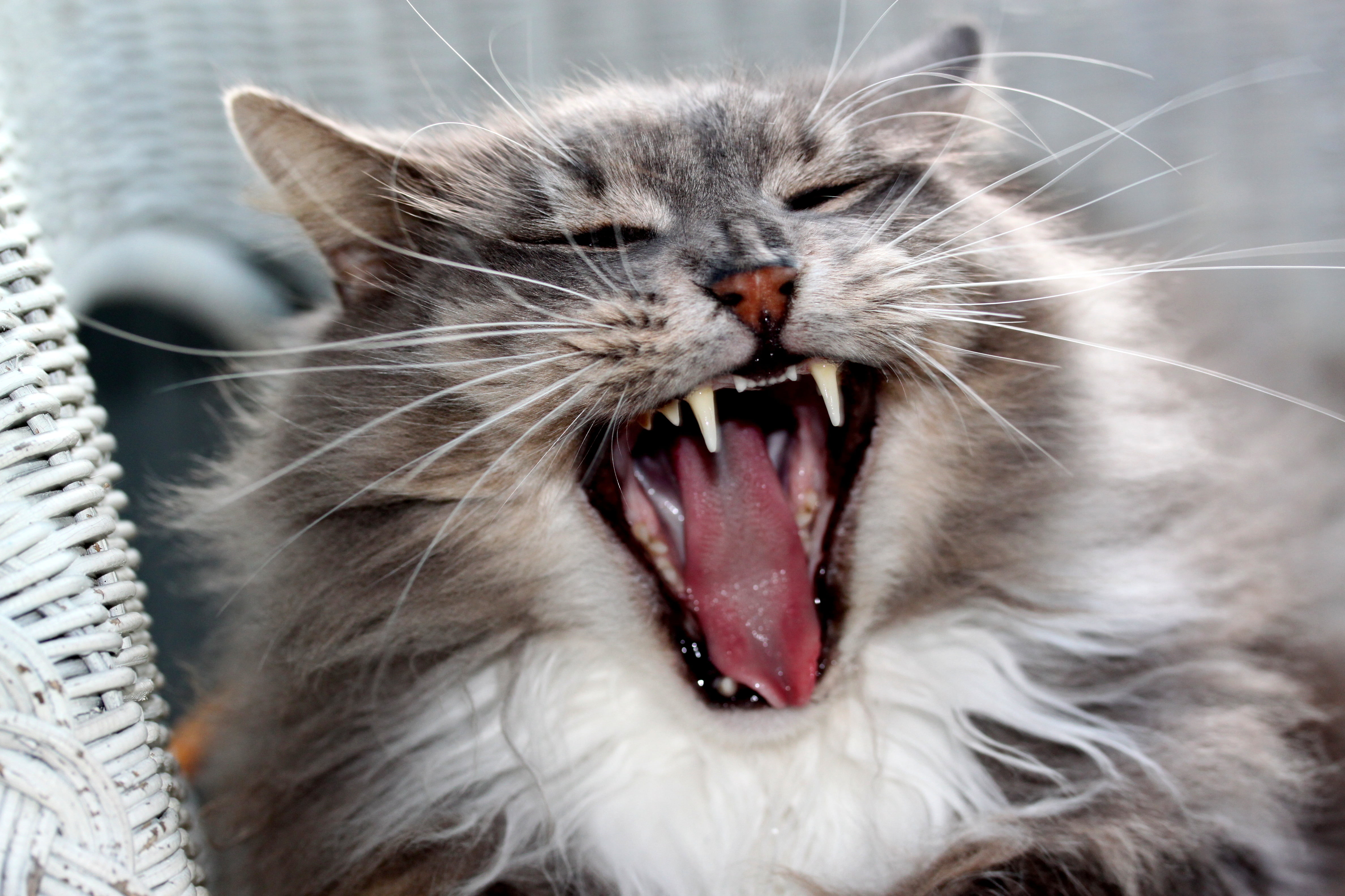 close up photo of gray Persian cat