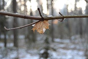 dried maple leaf, winter HD wallpaper